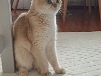 Ny12 golden scottish fold