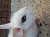 Cüce Tavşan 2 Aylık