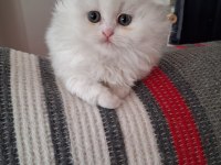 Sevgi dolu british longhair bebekler yeni yuvalarını arıyor