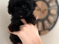 Tüy Derdi Olmayan Nadir Irk Maltipoo Yavrular