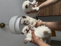 Safkan Ragdoll Yavru Kedilerimiz