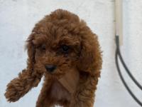2 Dişi Ve 1 Erkek Toy Poodle