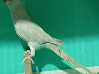 Buz Mavisi Mutasyon Pakistan Papağanı