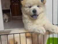 Chow chow cinsi bebekler