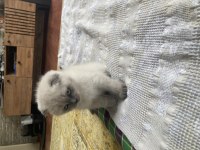 Sahiplendirme Maviş Gözlü Scottish Fold