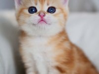 Güzellik Abidesi Golden British Shorthair Yavrumuz