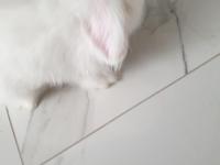 4 Aylık Beyaz Tavşan Lokum Tadında