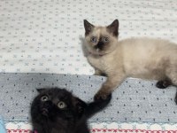 British Shorthair Yavru