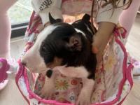 A Şecereli Minyatür Bull Terrier