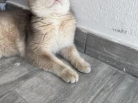Şecereli British Shorthair Dişi 10 Aylık