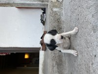 Pointer Av Köpeği Yavruları