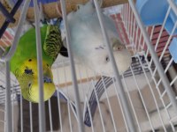 Bir Çift Muhabbet Kuşu