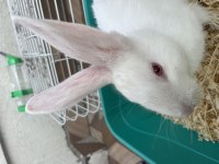 Yavru tavşan kafesi ile birlikte