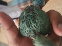 Sevda Papağanı El Besleme