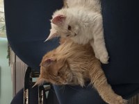 Safkan Maine Coon Yavrular Yeni Yuvalarını Arıyor