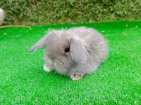 1 Aylık Hollanda Teddy Lop Tavşan Yavruları