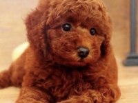 Kore kan red brown orijinal toy poodle