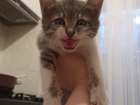 Van Kedisi Kırması