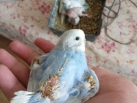 Ev üretimi muhabbet kuşu yavruları