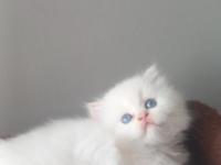 Beyaz british longhair safkan