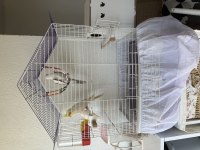 Wifi Sultan Papağanı Ve Lutino Sultan Eş