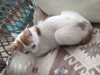 Kedimiz Rodrigo Sahibini Arıyor