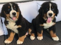 Bernese Mountain Dog Yavruları