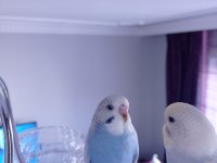 Oyuncu yavru muhabbet kuşlar