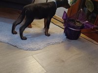 Safkan Doberman Köpeklerimiz