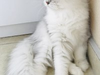 Silver Shaded British Longhair Erkek