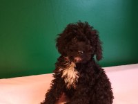 Siyah Mini Toy Poodle Yavrularımız