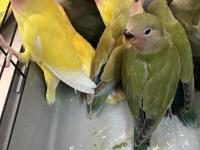 Yeni yeme düşmüş ısırma bilmeyen sevda papağanları