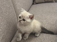 Safkan 2 aylık yavru british shorthair dişi aşılı eğitimli