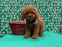 Safkan Toy Poodle Yavrularımız