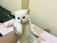 Bembeyaz Mavi Gözlü British Shorthair Kız