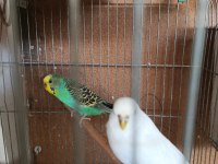 Muhabbet Kuşu Yavru Yumurtalı Takım