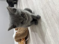 Dişi British Shorthair