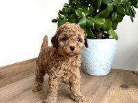 Aileden Red Toy Poodle Dişi Çok Uyguna Aşılı