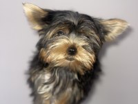 Safkan Yorkshire Terrier Köpekler
