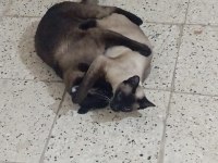 Siyam Kedisi Yavruları