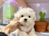 Mini Maltese Terrier
