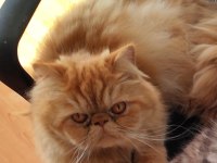 3 yaşında erkek iran kedisi