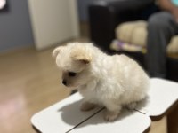 Pomeranian Boo Köpeği