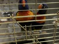 1.5 Yaşında Lori Takım Eşe Yeni Atıldı