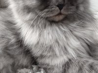 Muhteşem Güzellikte Ns11 Silver British Longhair Dişi