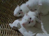 Kar Beyaz British Shorthair Sağlıklı Oyuncu Canlar