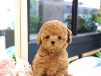 2 aylık yavrular toy poodle