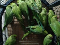 Pakistan papağanları kapalı bileziktir