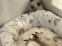 Yavru siyam kedileri son 2 dişi