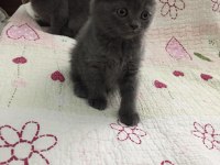 Bal Küpü Scottish Fold Bebeklerim
